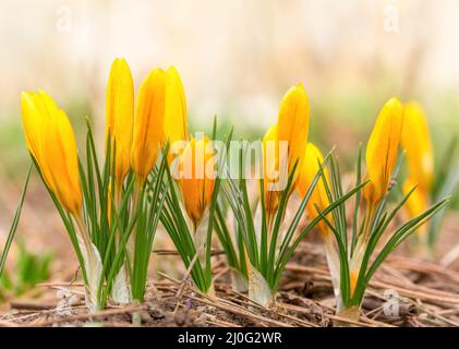 Bella primavera fiori crocus giallo. Fuoco selettivo Foto Stock