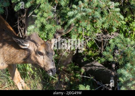 Cervi che camminano attraverso un grande cespuglio Foto Stock