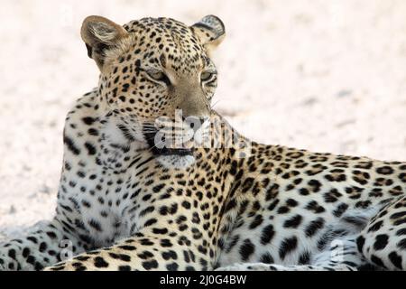 Leopardo al Parco Nazionale Etosha, Namibia Foto Stock