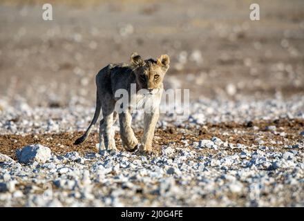 Leone al Parco Nazionale Etosha Foto Stock