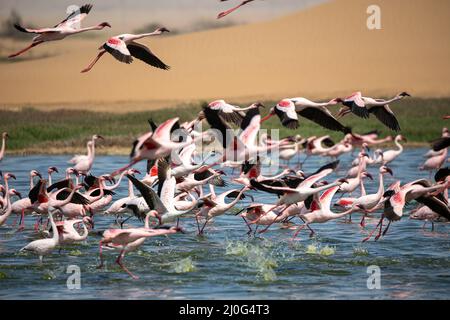 Fenicotteri nel paradiso degli uccelli, baia di walvis, namibia Foto Stock