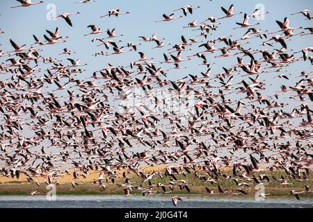 Fenicotteri nel paradiso degli uccelli, baia di walvis, namibia Foto Stock