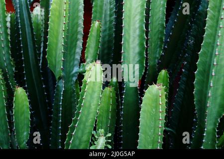 Primo piano di piante di cactus a filo spinato colonnare verde Foto Stock