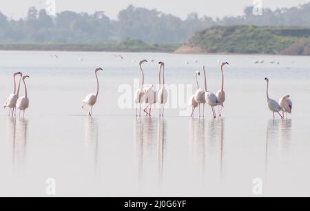 Uccelli di Flamingo, camminando e nutrendo al lago salato di Larnaca Cipro. Foto Stock