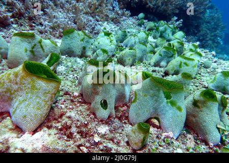 Verde scoglio mare squirt - Didemnum molle Foto Stock