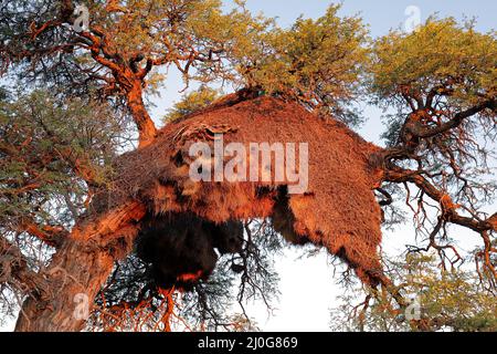 Massiccio nido comunale di socievole tessitori (Philetairus socius) in un thorn tree, Sud Africa Foto Stock