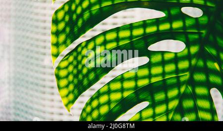 Foglia verde di una pianta montera tropicale con ombra a tenda Foto Stock