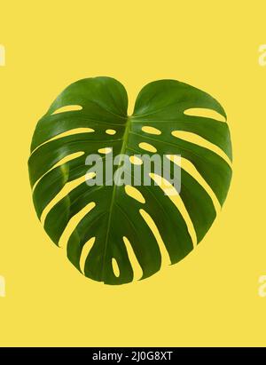 Foglia verde di monstera pianta tropicale isolato su sfondo giallo Foto Stock
