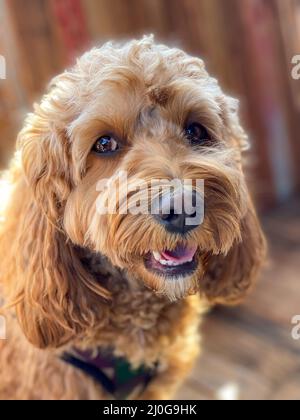 Cane Cavapoo, razza mista di Cavalier re Charles Spaniel e Poodle. Foto Stock