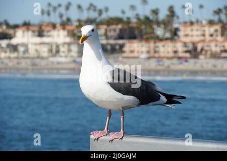 Primo piano di gabbiano in piedi su un molo con mare e costa sullo sfondo. Foto Stock