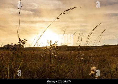 luminoso sole dorato attraverso l'erba e fiori estivi Foto Stock