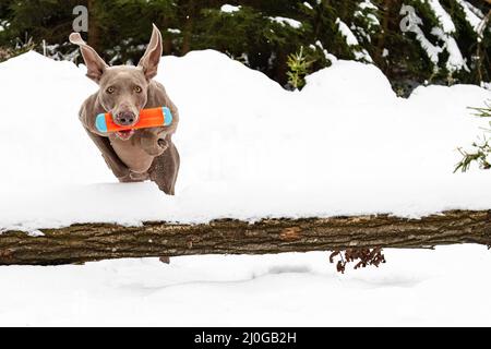 Weimaraner caccia-cane che fetching rosso Dummy Foto Stock