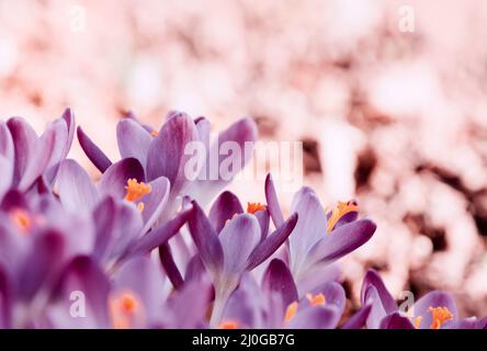 Primo piano di un gruppo di fiori porpora in fiore di cocchi . Foto Stock