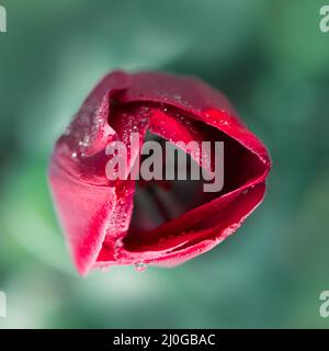 Primo piano di tulipano rosso. Primavera fiore sfondo. Foto Stock