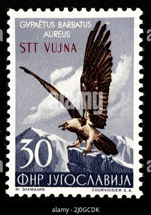 Francobollo commemorativo con l'illustrazione di un'aquila d'oro (Gypaetus barbatus Aureus) rilasciato dall'ex Jugoslavia sovrastampato STT VUJNA Foto Stock