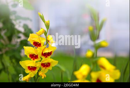 Bel fiore di gladiolo rosso e giallo in giardino Foto Stock