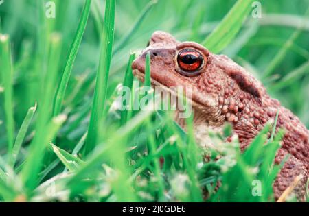 Primo piano di rana marrone su sfondo verde erba. Foto Stock