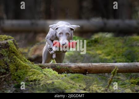 Weimaraner caccia-cane che fetching rosso Dummy Foto Stock