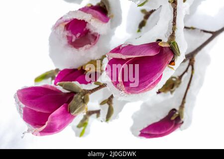 Ramo con germogli fiorenti di magnolia fiore coperto con neve primo piano in primavera Foto Stock