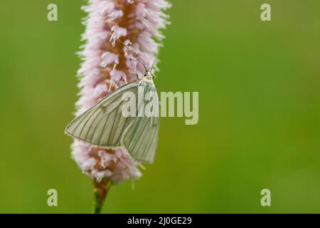 Siona lineata, il moth dalle venature nere Foto Stock