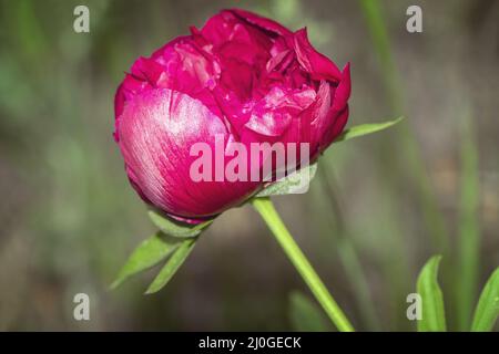 Peonia in fiore nel giardino tra il verde delle foglie Foto Stock