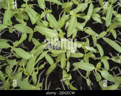 Piantine di pomodoro in crescita dopo la semina in piccoli contenitori Foto Stock