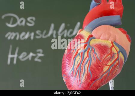 Cuore umano con lavagna in background Foto Stock