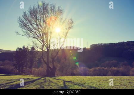 Il sole splende attraverso un maestoso albero verde in un prato. Foto Stock