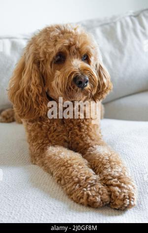 Cane Cavapoo, razza mista di Cavalier re Charles Spaniel e Poodle. Foto Stock