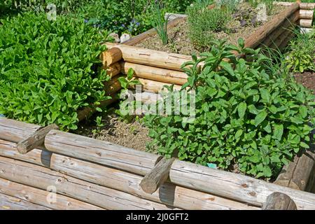 Un letto rialzato con erbe Foto Stock