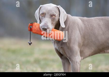 Weimaraner recupero dummy Foto Stock