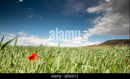 Campo di prateria pieno di rosso bel papavero anemone fiori in molla Foto Stock