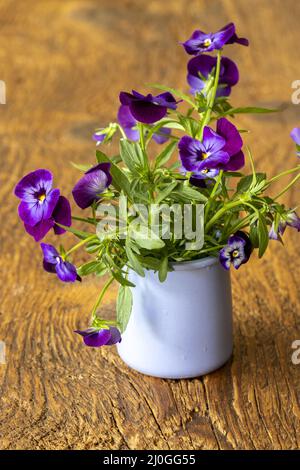 Pansies in vaso su legno Foto Stock