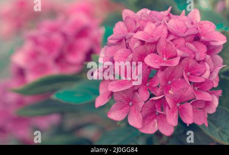 Fiori rosa di hydrangea che crescono nel giardino. Foto Stock