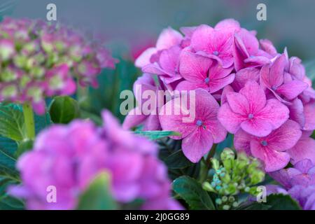Fiori rosa di hydrangea che crescono nel giardino. Foto Stock