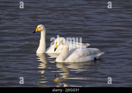 Un paio di cigni di whooper, Cygnus cygnus, nuoto Foto Stock