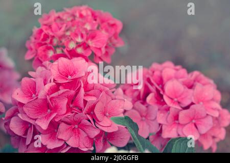 Fiori rosa di hydrangea che crescono nel giardino. Foto Stock