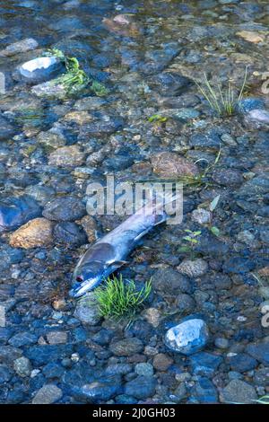 carcassa di pesci morti sulla riva poco profonda di un fiume Foto Stock