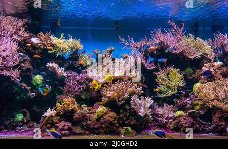 Animali del mondo sottomarino. Ecosistema. Pesci tropicali colorati. Vita nella barriera corallina Foto Stock