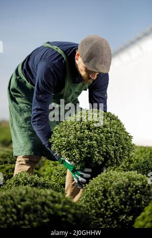 Colpi ritagliati di giardiniere maschile all'orticoltura mentre si organizzano e tagliano le piante. Foto Stock