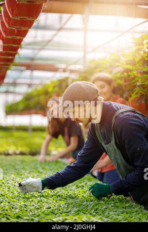 Giovane squadra di giardinieri che lavorano nell'orticoltura. Giornata di sole nella serra. Foto Stock