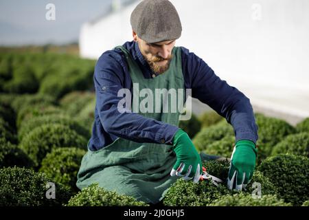 Colpi ritagliati di giardiniere maschile all'orticoltura mentre si organizzano e tagliano le piante. Foto Stock