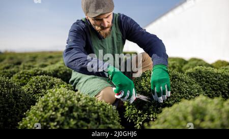 Colpi ritagliati di giardiniere maschile all'orticoltura mentre si organizzano e tagliano le piante. Foto Stock