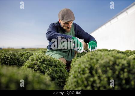 Colpi ritagliati di giardiniere maschile all'orticoltura mentre si organizzano e tagliano le piante. Foto Stock