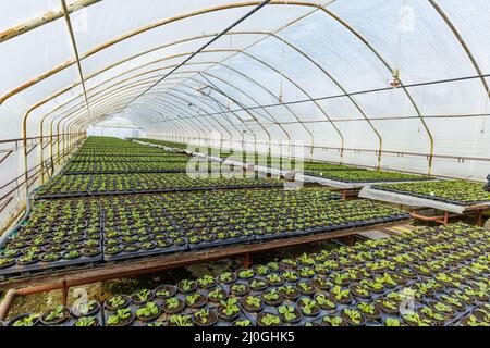 Concetto di industria di orticoltura con milioni di piantine in pentole. Serra per piante e fiori in crescita Foto Stock