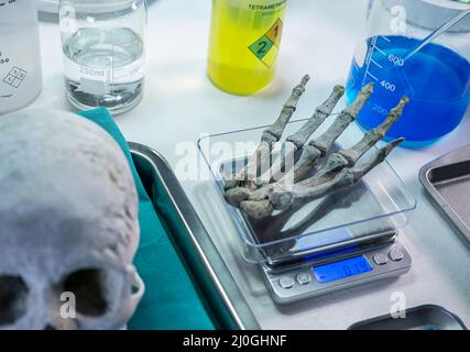 Lo scienziato forense pesa la mano destra dello scheletro umano su una scala per investigare l'omicidio e prendere campioni al laboratorio di crimine, immagine concettuale Foto Stock