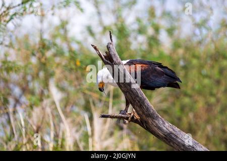 African Fish Eagle Etiopia Africa fauna selvatica Foto Stock