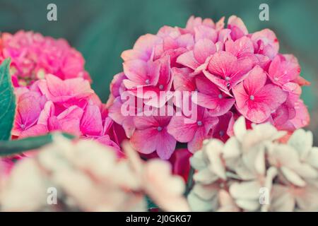 Fiori rosa di hydrangea che crescono nel giardino. Foto Stock