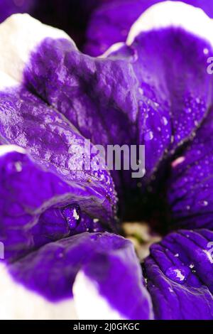 Primo piano sul fiore blu della Petunia con un bordo bianco. Foto Stock