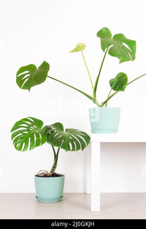 Verde piante di monstera tropicale in un vaso di fiori contro un muro bianco Foto Stock